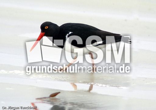 Weißer Austernfischer (3 von 8).jpg